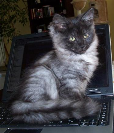 Berka's Maia, SIB ns